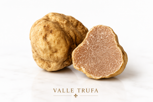 Trufa blanca fresca Tuber Magnatum Valle Trufa Mallorca